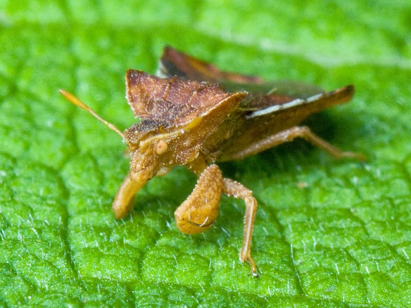 Phymata crassipes (Fabricius, 1775)